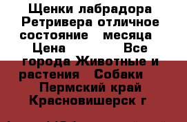 Щенки лабрадора Ретривера отличное состояние 2 месяца › Цена ­ 30 000 - Все города Животные и растения » Собаки   . Пермский край,Красновишерск г.